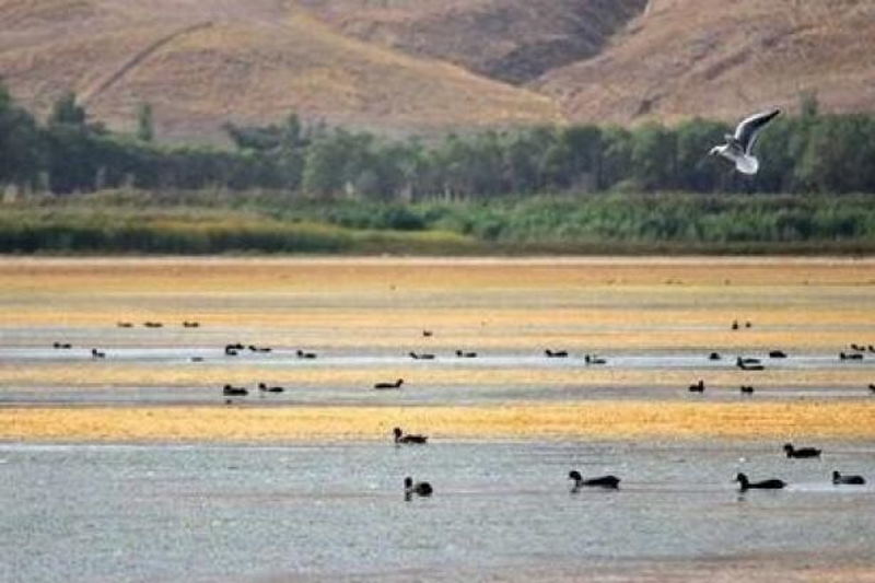 تالاب بینالمللی قوری گل غرق در «چالش مدیریتی»