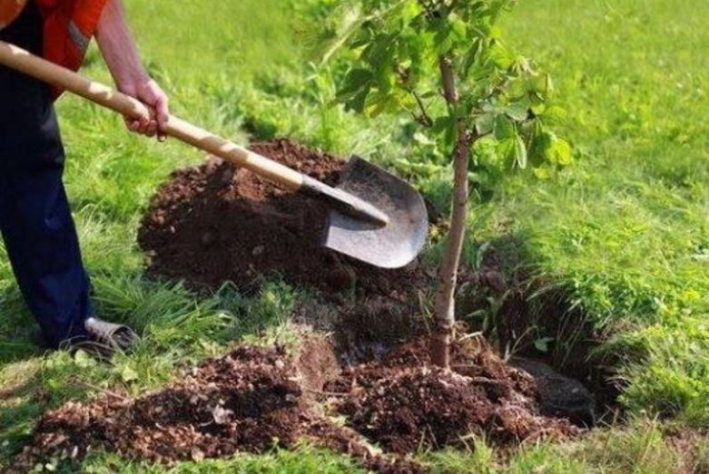 مراسم ملی درختکاری در مهاباد