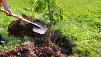 اجرای ۲۰ برنامه به مناسبت هفته منابع طبیعی در هرمزگان