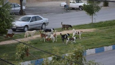 کودکی که بر اثر گازگرفتگی سگ در کما است!