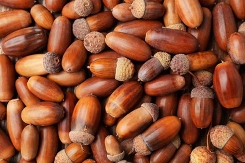 شناسایی ۲هزار هکتار کانون بحرانی آفت بلوط در لرستان