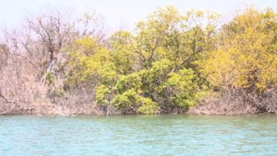 خشک شدن جنگل‌های حرا در اثر آلودگی‌های نفتی [+ فیلم]