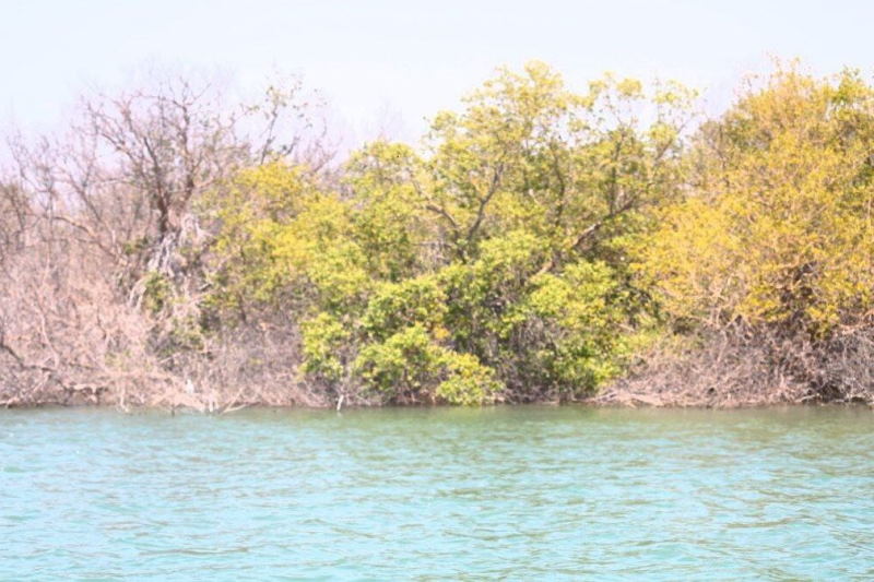 خشک شدن جنگل‌های حرا در اثر آلودگی‌های نفتی [+ فیلم]