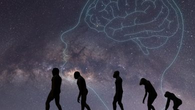 تکامل به مثابه واقعیت