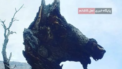 قطع درختی که تبدیل به سرِ اسب شده بود [+ تصاویر]