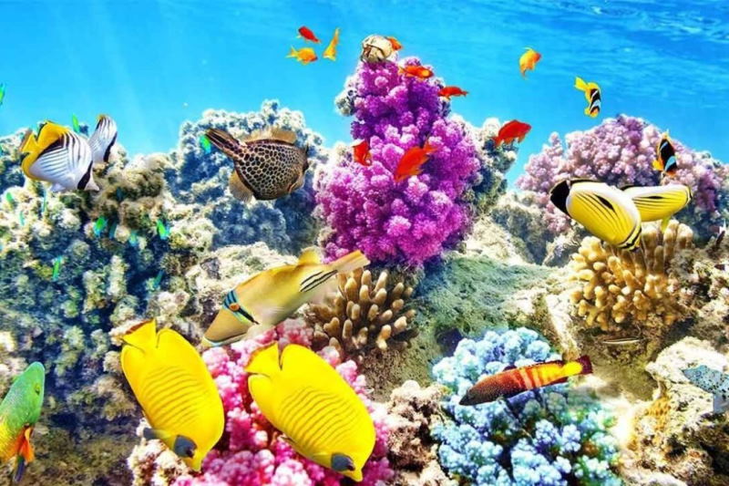 زیستگاه ۲۰ هکتاری مرجان دریایی در خلیج فارس شناسایی شد