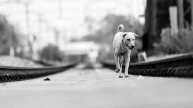 مدیریت سگ‌های ولگرد در کشورهای مختلف