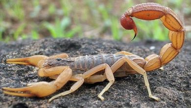خطر عقرب‌ گزیدگی در کمین مردم هرمزگان