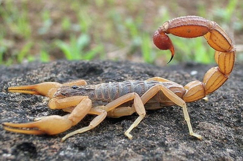 خطر عقرب گزیدگی در کمین مردم هرمزگان