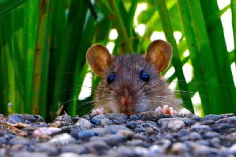 افزایش خسارت در مزارع اردبیل به‌خاطر موش مغان!