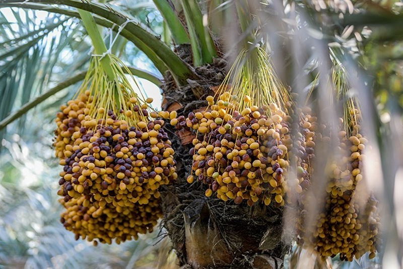 خرماپزان اصفهان!