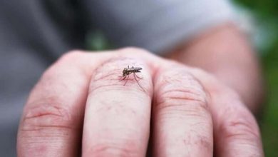 کاسبی با تب دنگی | روغن دفع پشه چند؟