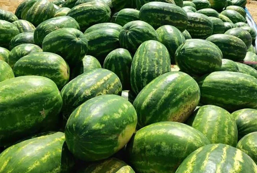 تورم عجیب هندوانه