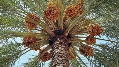 آتش به جان ۳۰ تُن خرما در جیرفت افتاد