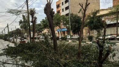 قطع و خشکاندن درختان برای دیده شدن مغازه‌ها در قزوین