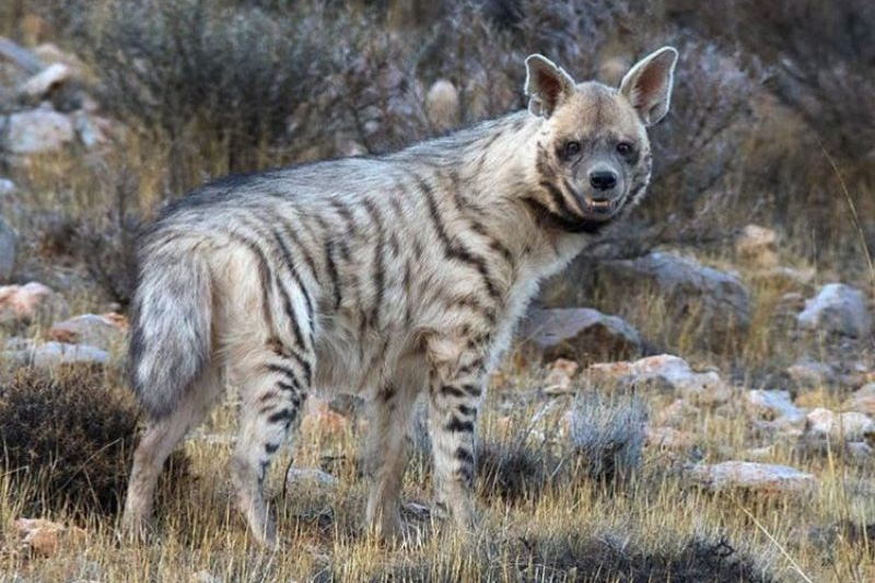 تصویربرداری از کفتار راهراه در‌ خوسف خراسان جنوبی [+ عکس]