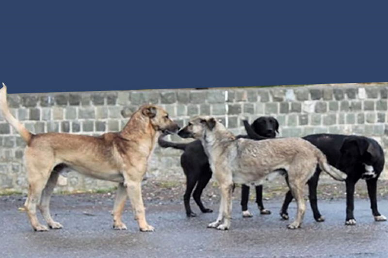 علت افزایش سگهای ولگرد در قم