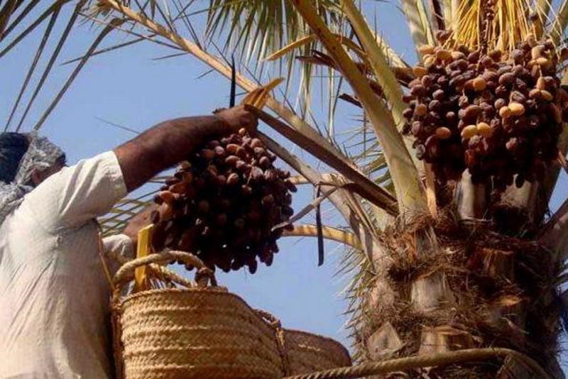 «حال محصول خرما در کرمان خوب نیست»
