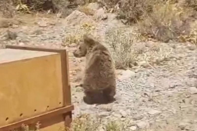 رهاسازی خرس قهوهای در کوه خرسی اقلید شیراز