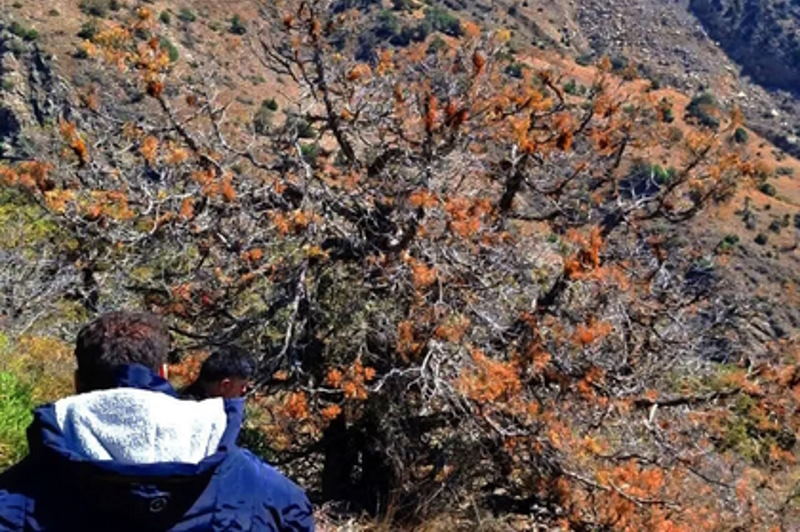 «بیماری انگلی اُرسواش به جان جنگلهای طارم زنجان افتاد»