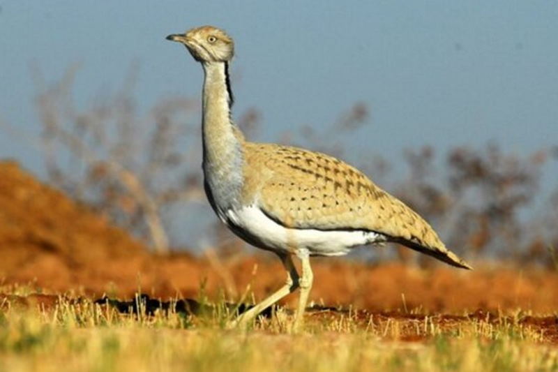 ۱۰۰ تله زندهگيری پرندگان در قلعهگنج کرمان كشف شد