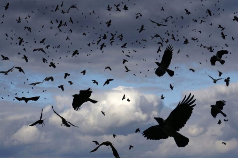 آیا افزایش جمعیت کلاغها نگرانکننده است؟