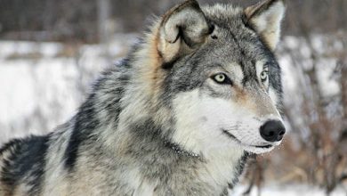 گرگها برای دومین بار به روستایی در خوی حمله کردند