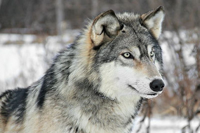 گرگها برای دومین بار به روستایی در خوی حمله کردند