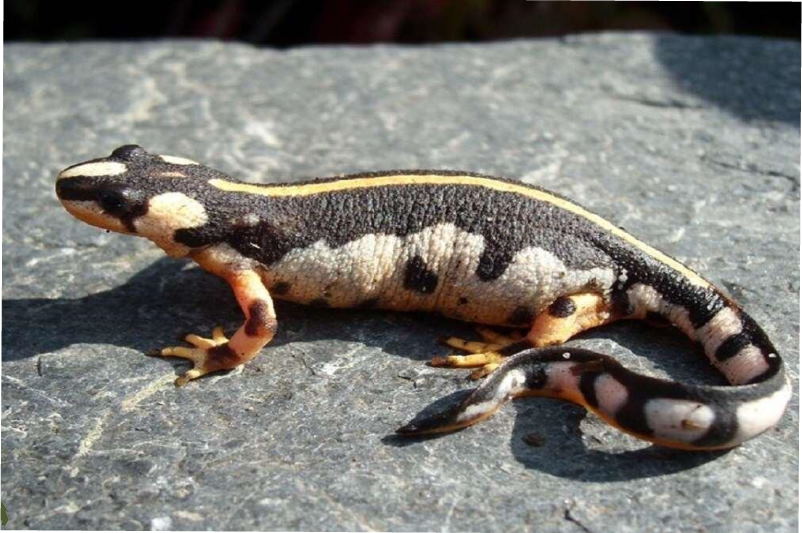 شناسایی یک زیستگاه جدید از گونه سمندر لرستانی