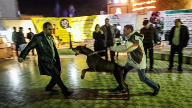 برخورد با مأمور شهرداری مشهد به دلیل رفتار نامناسب با سگ‌ها