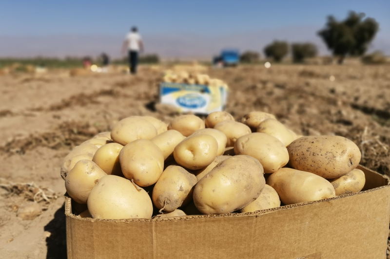 کشف بیش از ۵۰۰ تن سیبزمینی احتکار شده در لرستان