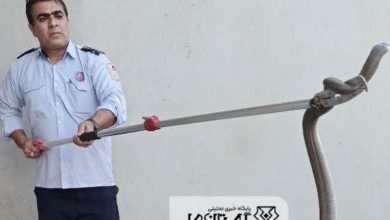 زنده‌گیری مار ۲ متری در کارخانه آرد کلاله گلستان