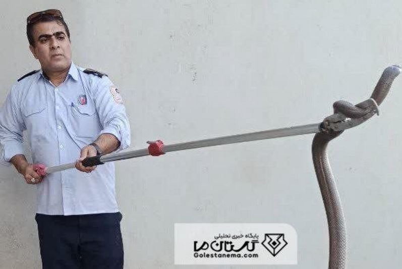 زندهگیری مار ۲ متری در کارخانه آرد کلاله گلستان