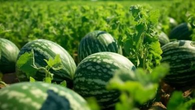آب نداریم ولی هندوانه می‌کارند