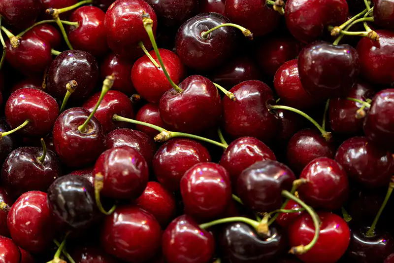 رتبه اول قزوین در تولید گیلاس