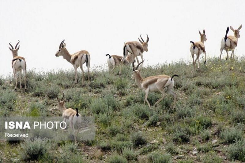 دستگیری شکارچی غیرمجاز آهو در منطقه حفاظت شده فیلهخاصه زنجان