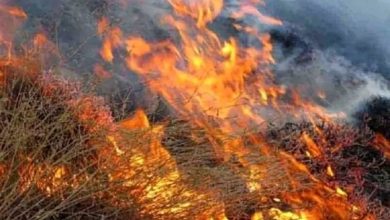 «۱۸۰ هکتار از مراتع قزوین به دلیل‌ آتشسوزی از بین رفته است»
