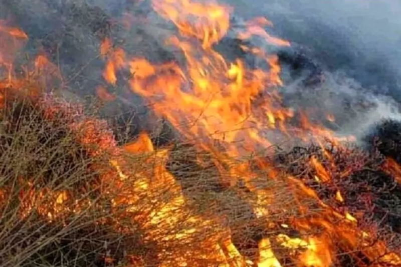 «۱۸۰ هکتار از مراتع قزوین به دلیل آتشسوزی از بین رفته است»