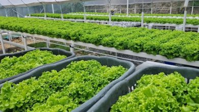 کشت گلخانه‌ای؛ نسخه نجات کشاورزی در عصر خشکسالی