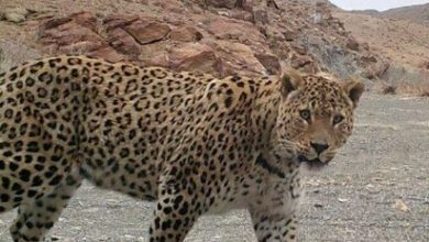 مشاهده پلنگ ایرانی در کوه معلای نایین