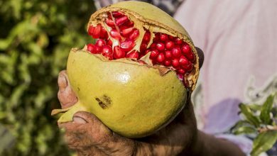 جشنواره انار جوشقان کاشان جمعه 25 مهر برگزار میشود