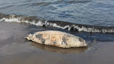 پیدا شدن لاشه یک فک خزری در ساحل چونچنان گیلان