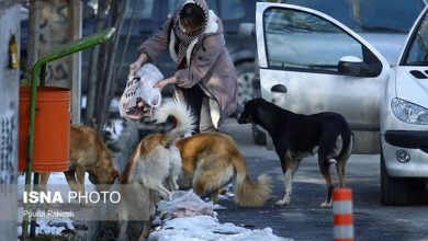 غذا دادن به سگ‌ها و گربه‌ها در شهرها حیوان‌دوستی نیست