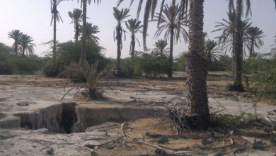 «دشت میناب؛ گنجینه‌ای که در آستانه نابودی کامل است»