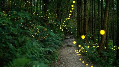 بسیاری از خداناباوران و بی‌دین‌ها در سراسر جهان باورهای معنوی دارند